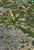 Terreno, 3 hectares - Foto 4