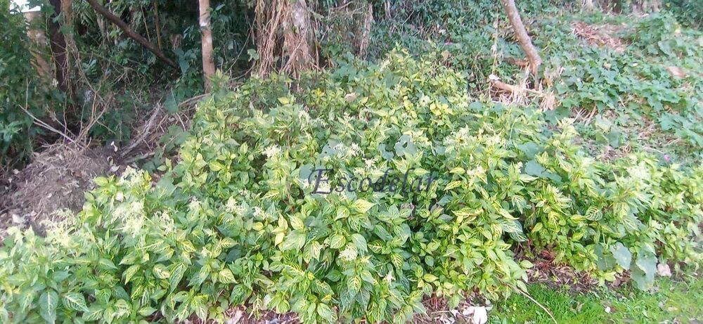 Terreno, 1462 m² - Foto 4