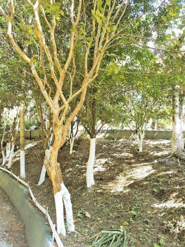 Chácara, 2 quartos, 1000 m² - Foto 3