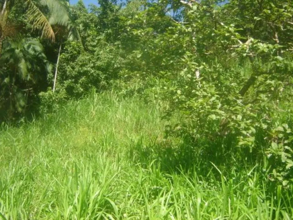 Terreno, 38970 m² - Foto 8