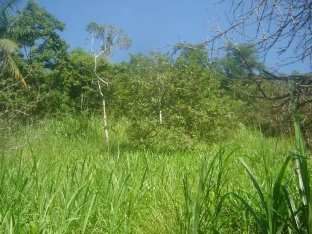 Terreno, 38970 m² - Foto 5