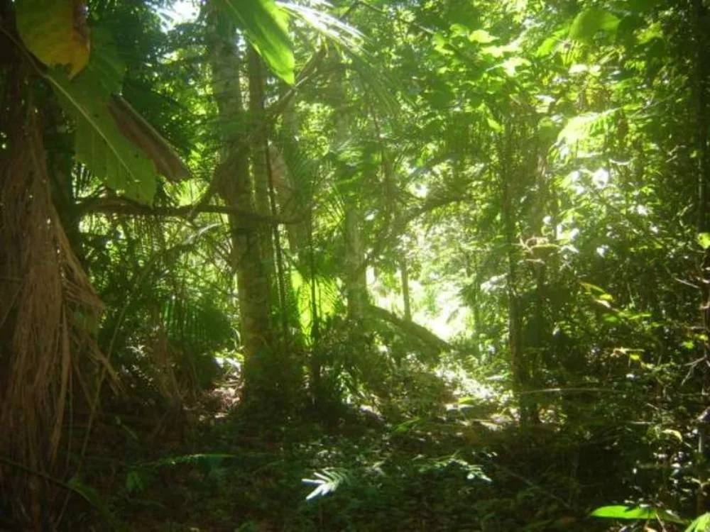 Terreno, 38970 m² - Foto 8