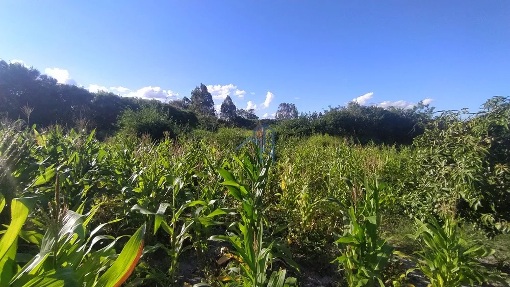 Chácara, 1 hectares - Foto 5