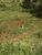 Terreno, 2 hectares - Foto 4