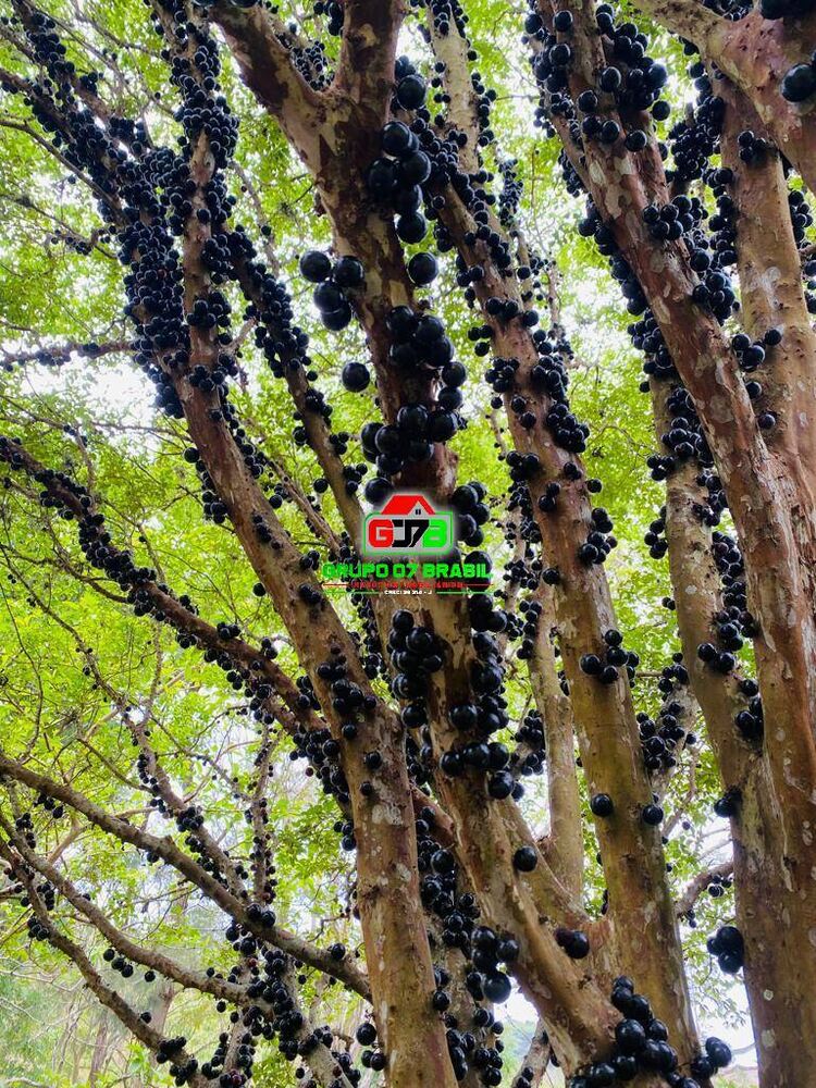 Terreno, 6 m² - Foto 4