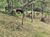 Sítio, 2 quartos, 2 hectares - Foto 2