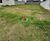Terreno, 250 m² - Foto 2