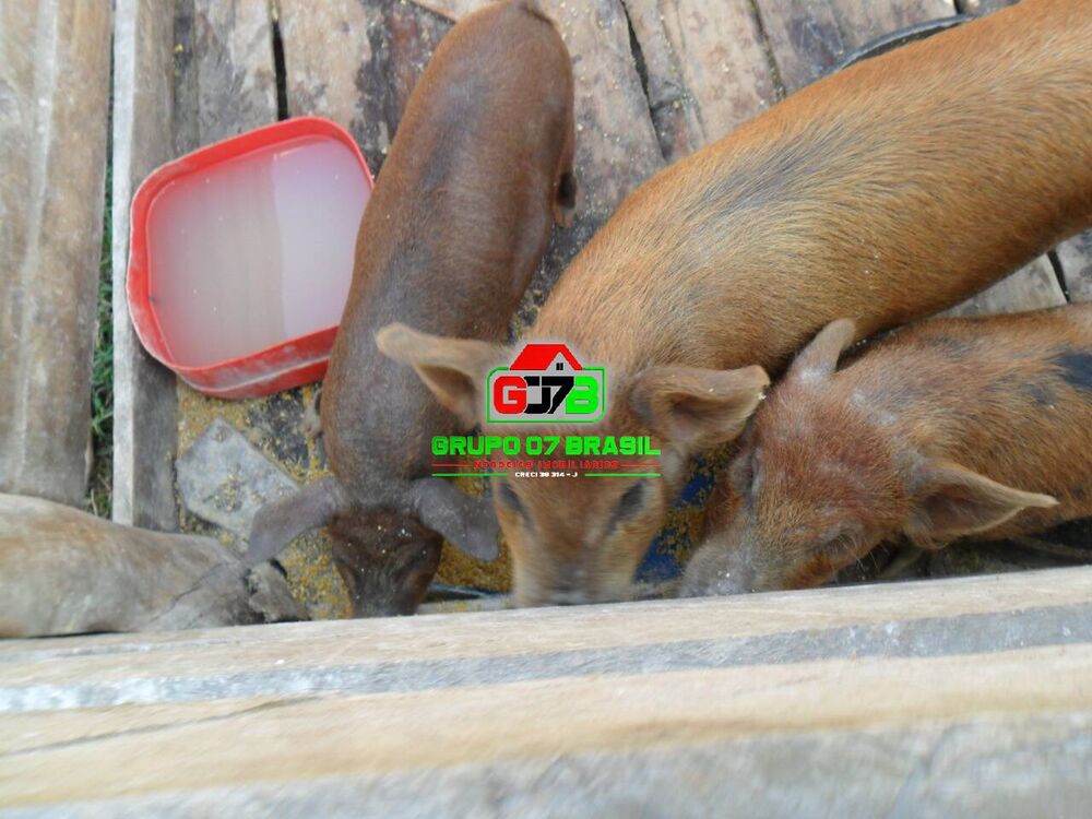 Terreno, 10000 m² - Foto 3