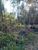 Terreno, 2 hectares - Foto 4