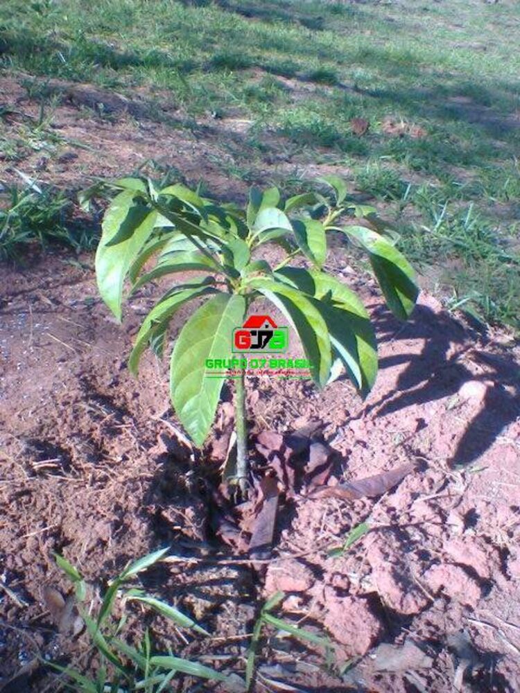 Terreno à venda, 500m² - Foto 3