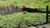Terreno, 300 m² - Foto 5