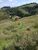 Terreno, 2 hectares - Foto 3