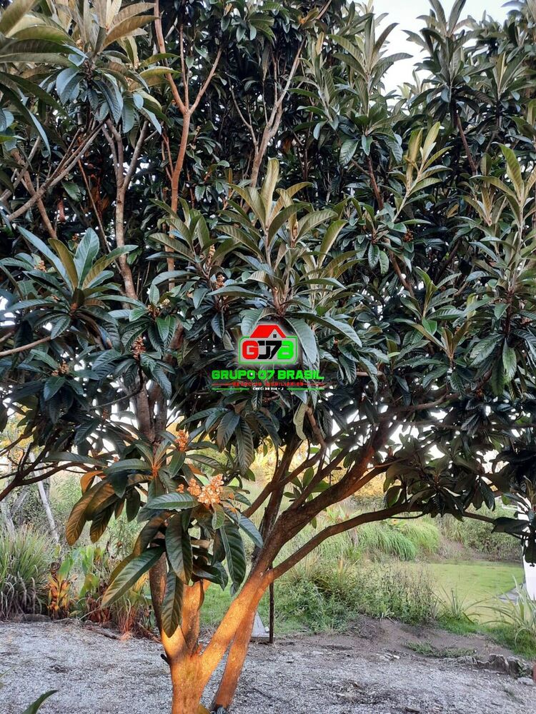 Terreno, 2 hectares - Foto 4