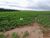 Loteamento e Condomínio, 60 hectares - Foto 2
