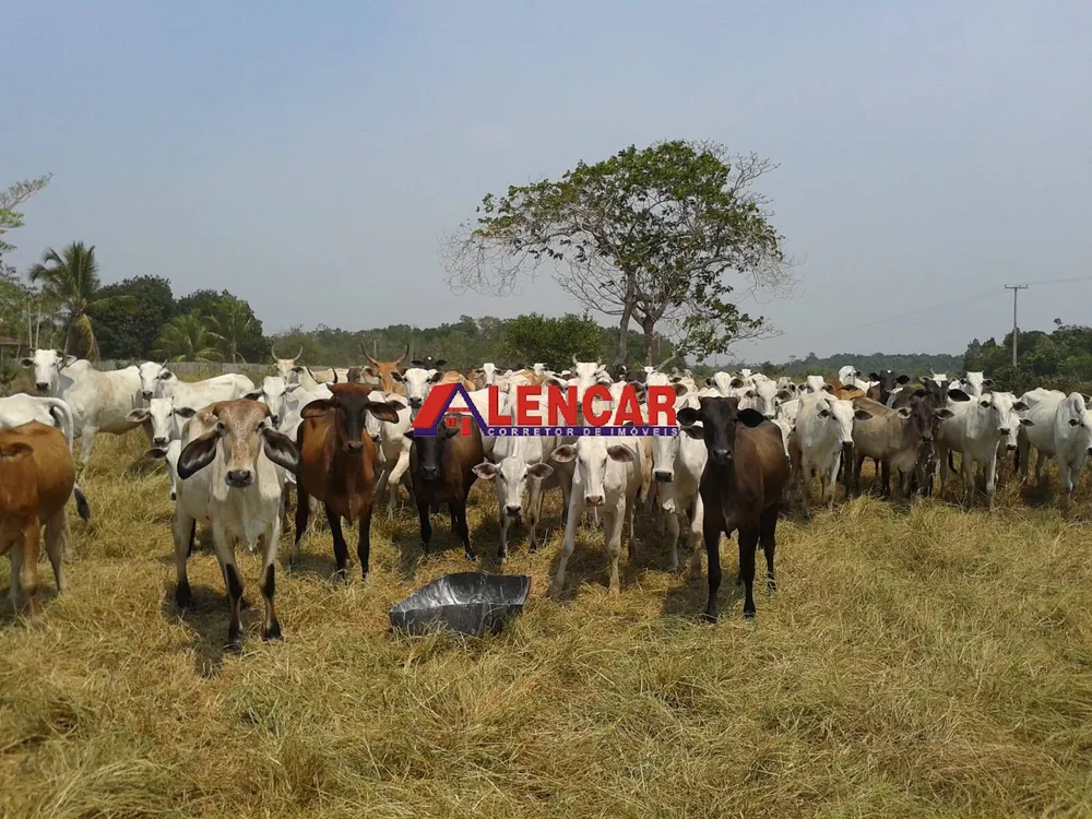 Fazenda, 390 hectares - Foto 13