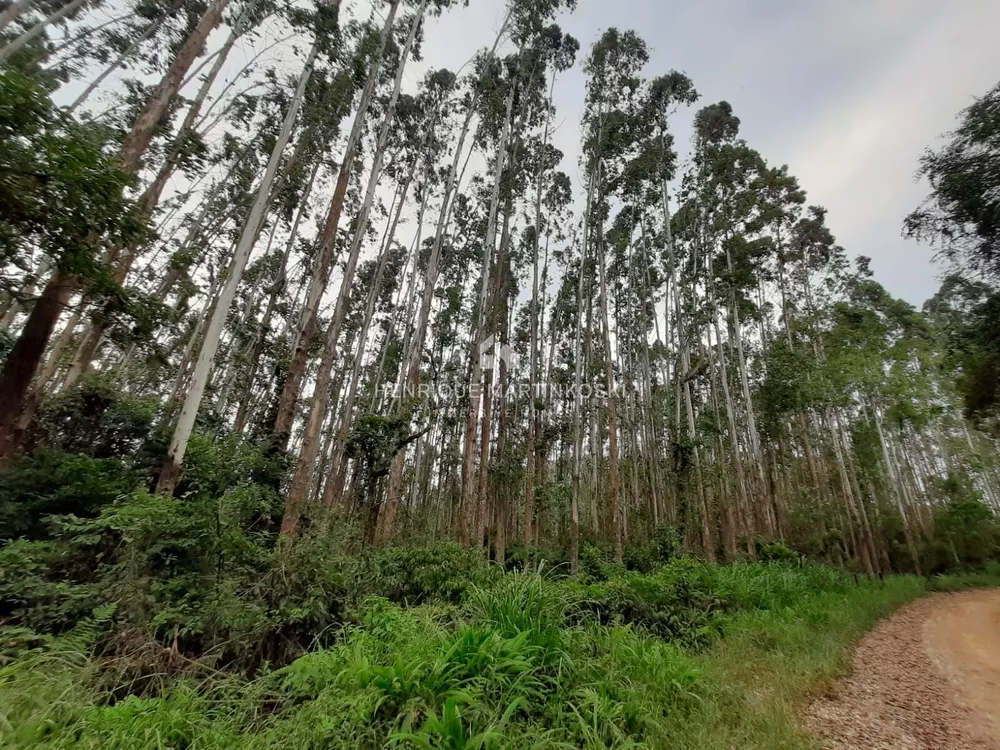 Terreno, 13 hectares - Foto 8