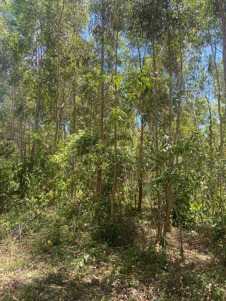 Sítio, 4 quartos, 12 hectares - Foto 16