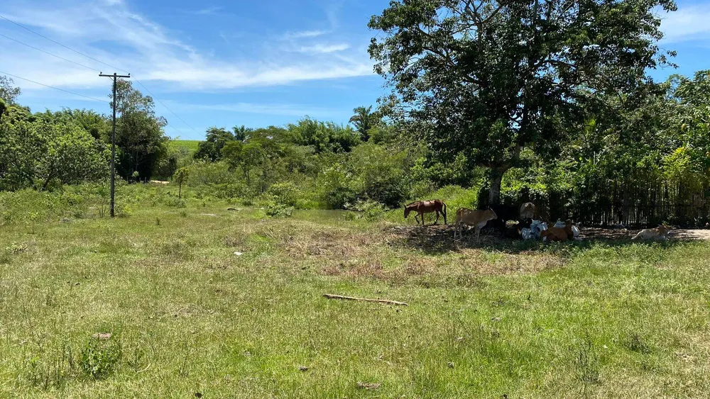 Sítio, 4 quartos, 12 hectares - Foto 13