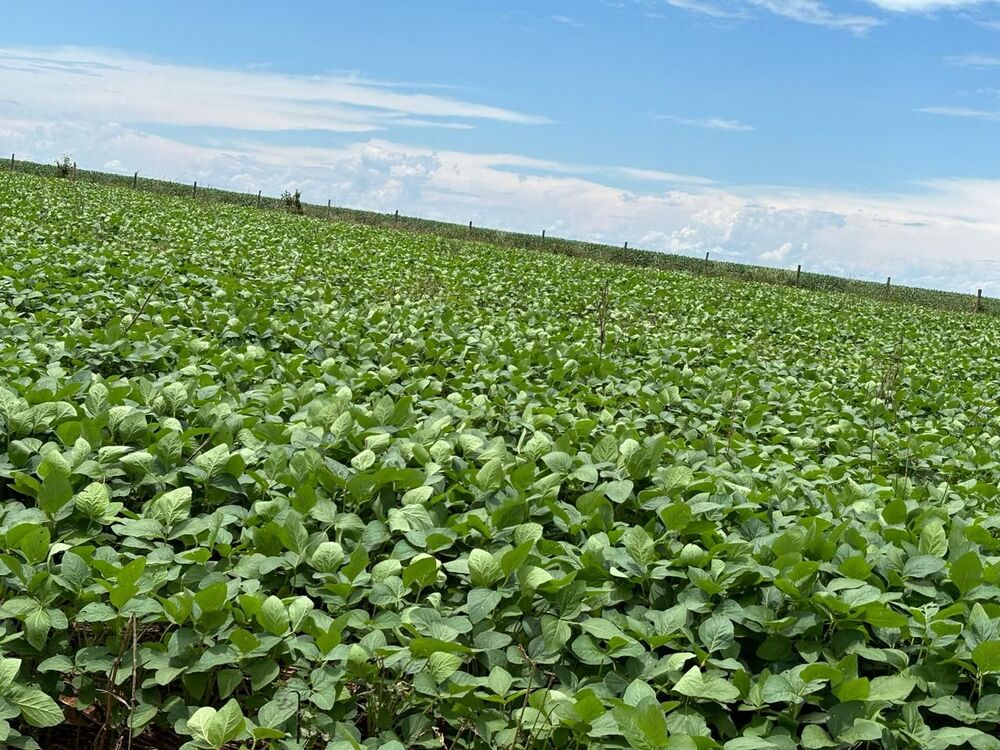 Fazenda, 10000 m² - Foto 2