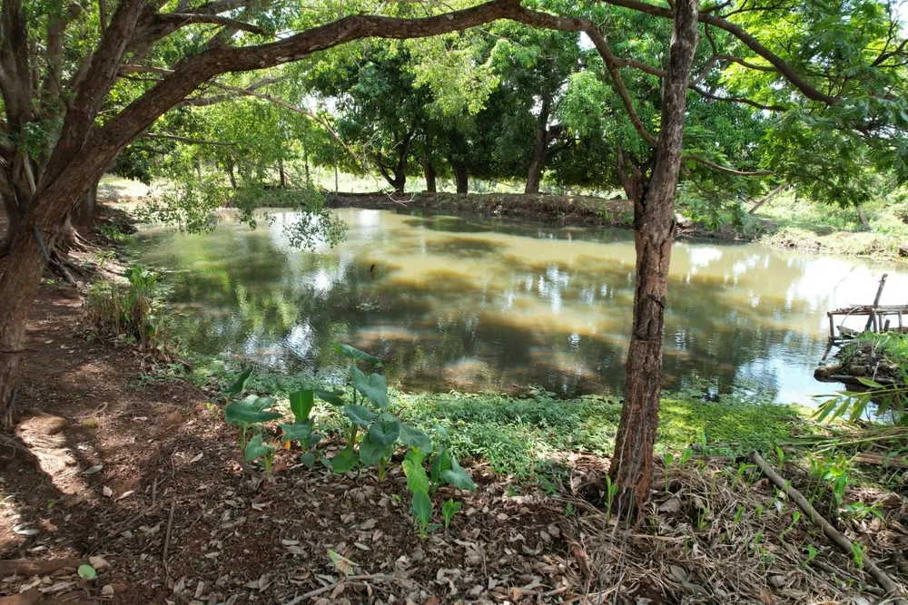 Terreno, 7 hectares - Foto 4