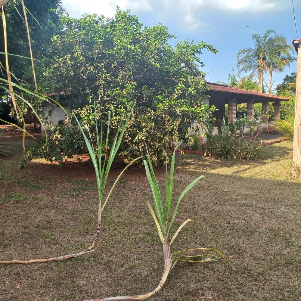 Chácara à venda com 2 quartos, 4300M2 - Foto 12