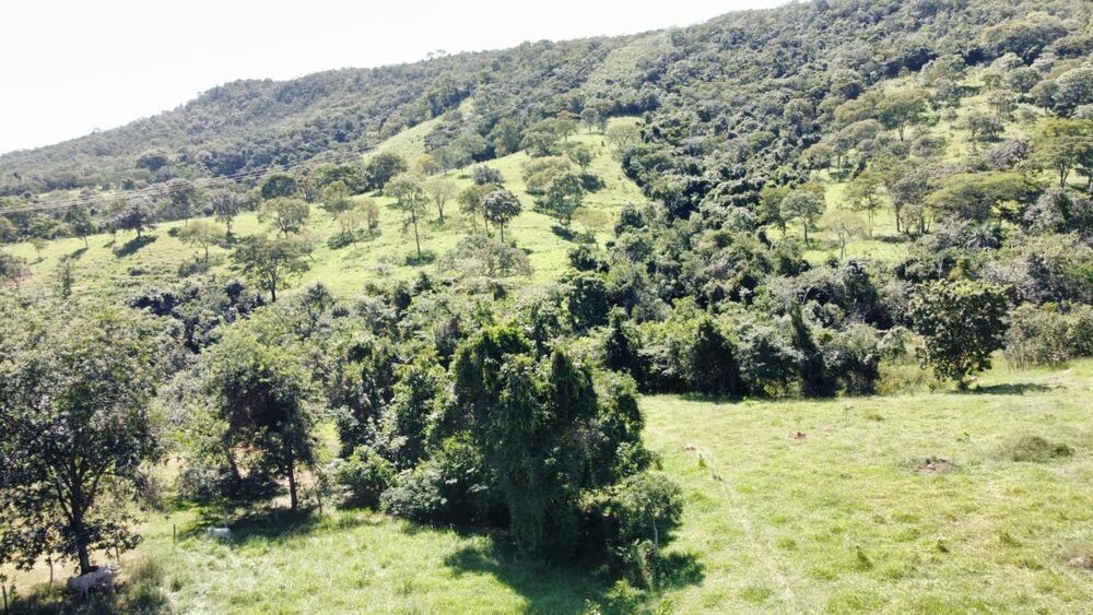 Fazenda, 329 hectares - Foto 7