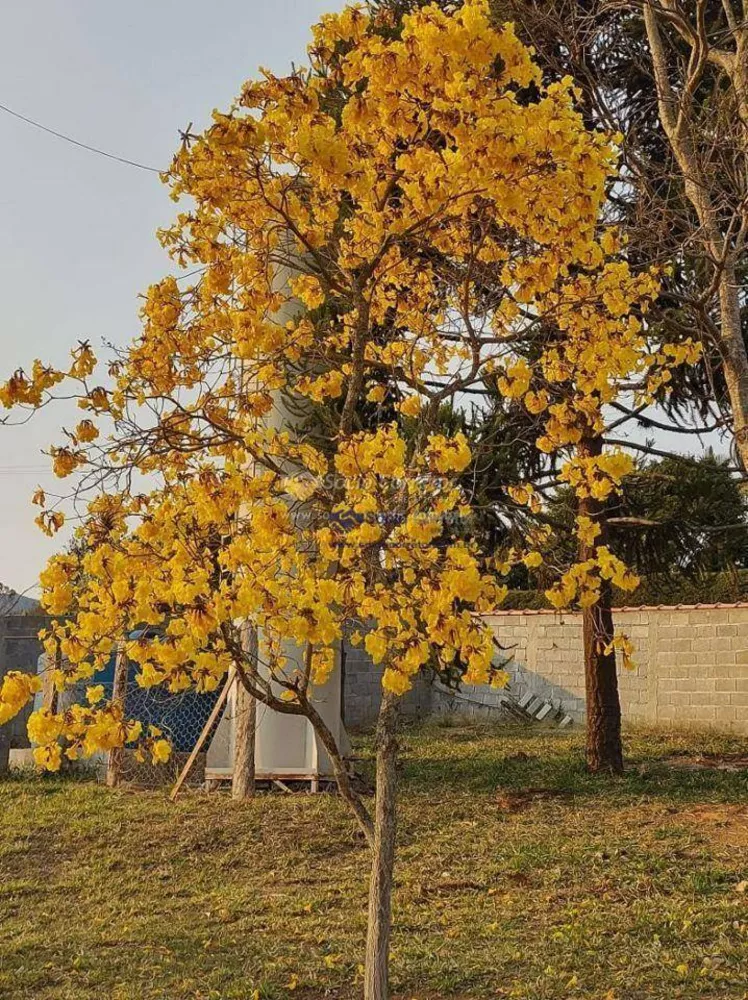 Chácara à venda com 4 quartos, 600m² - Foto 2