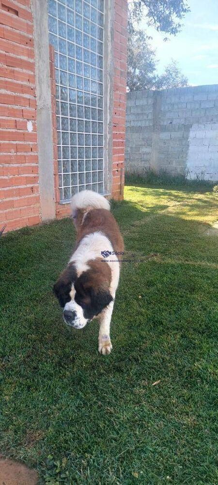 Chácara, 1 quarto, 2800 m² - Foto 34