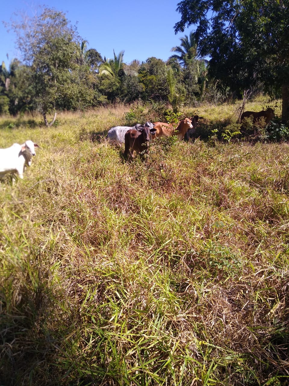 Fazenda à venda, 213m² - Foto 21