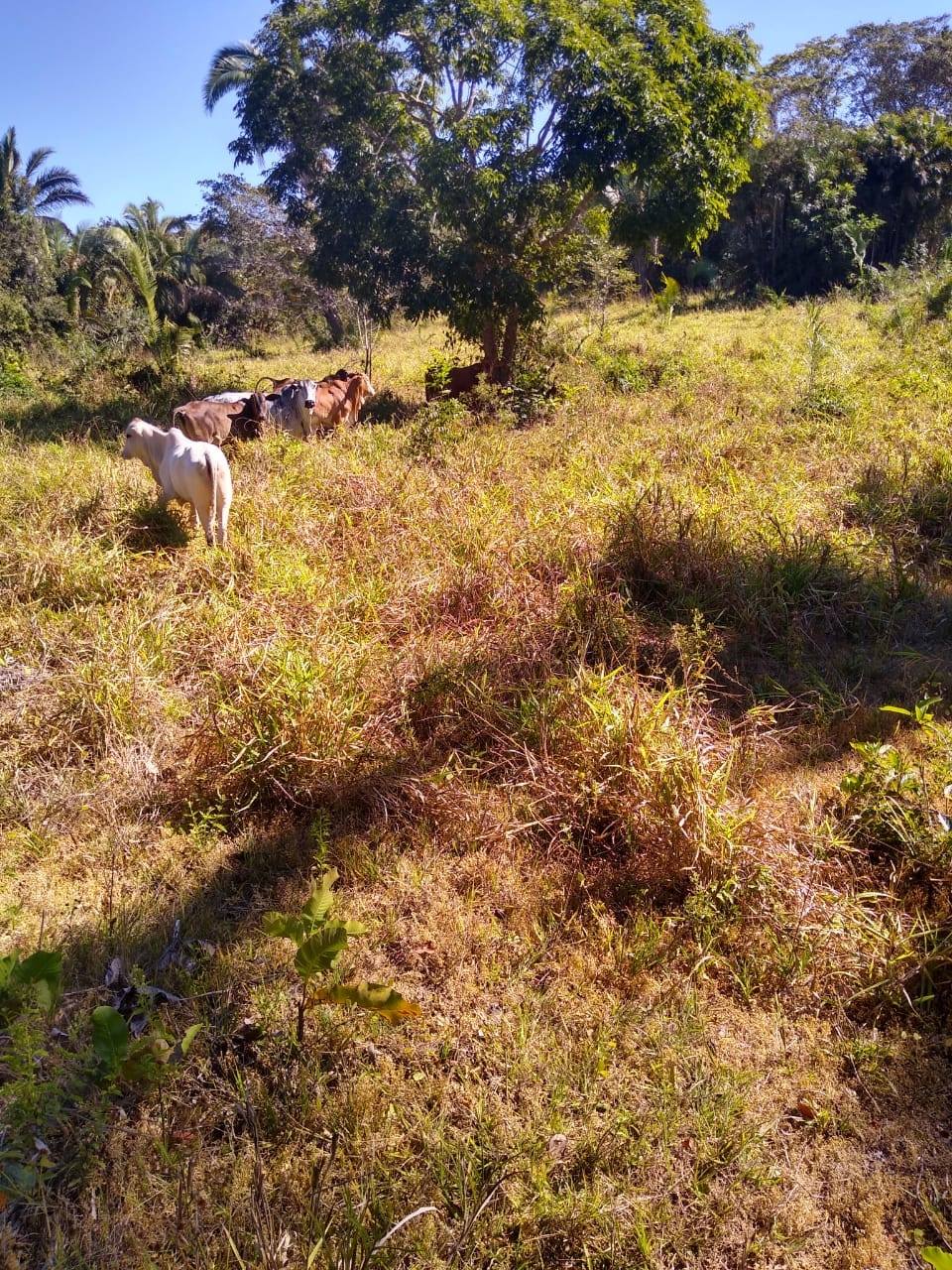 Fazenda à venda, 213m² - Foto 7