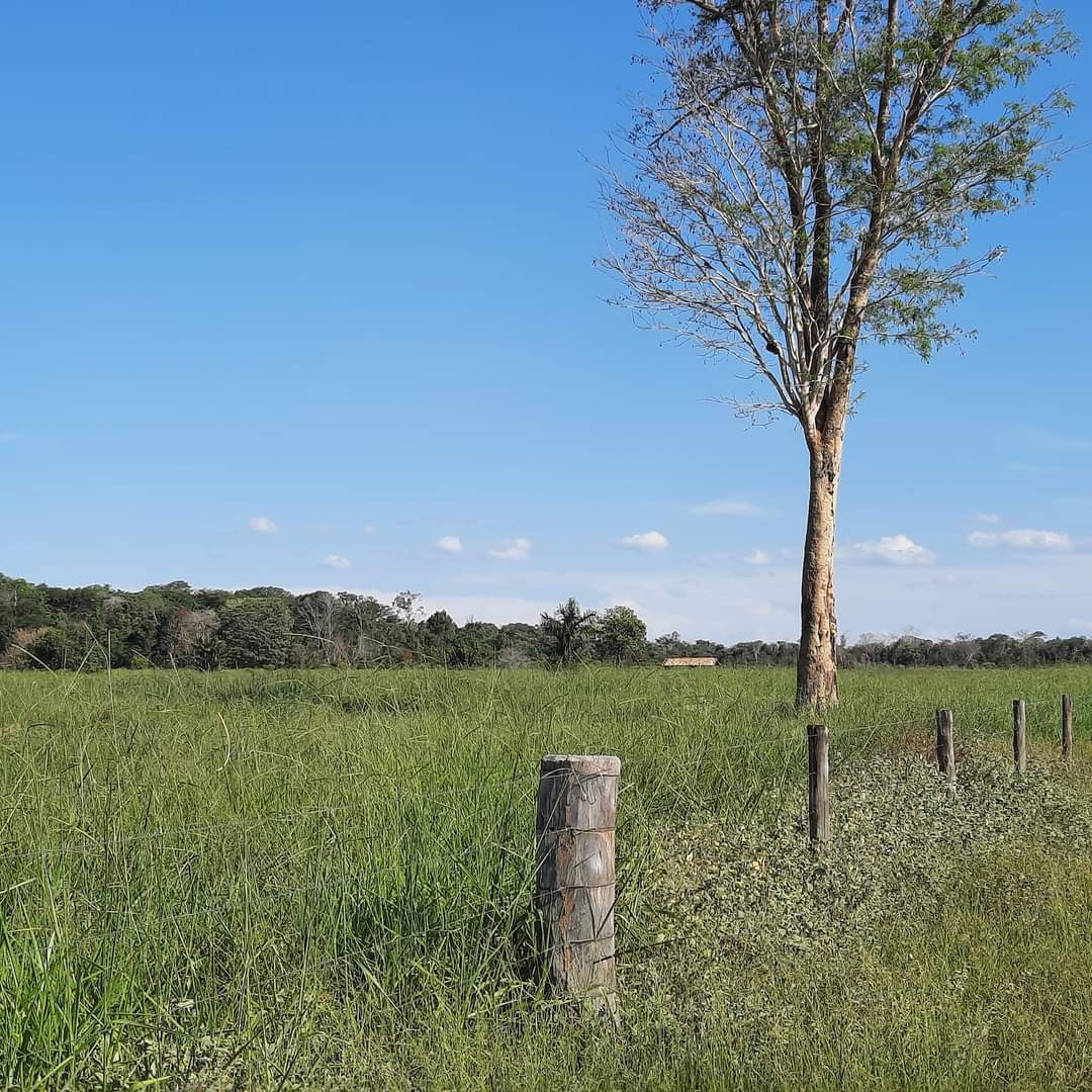 Fazenda à venda com 1 quarto, 1452hectare - Foto 7