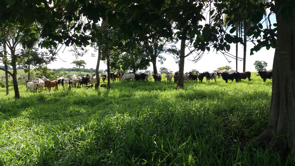 Fazenda à venda, 4250m² - Foto 3