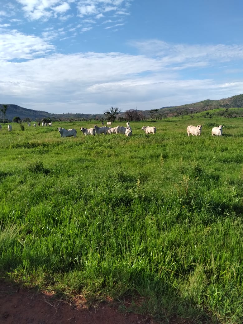 Fazenda à venda, 4250m² - Foto 16