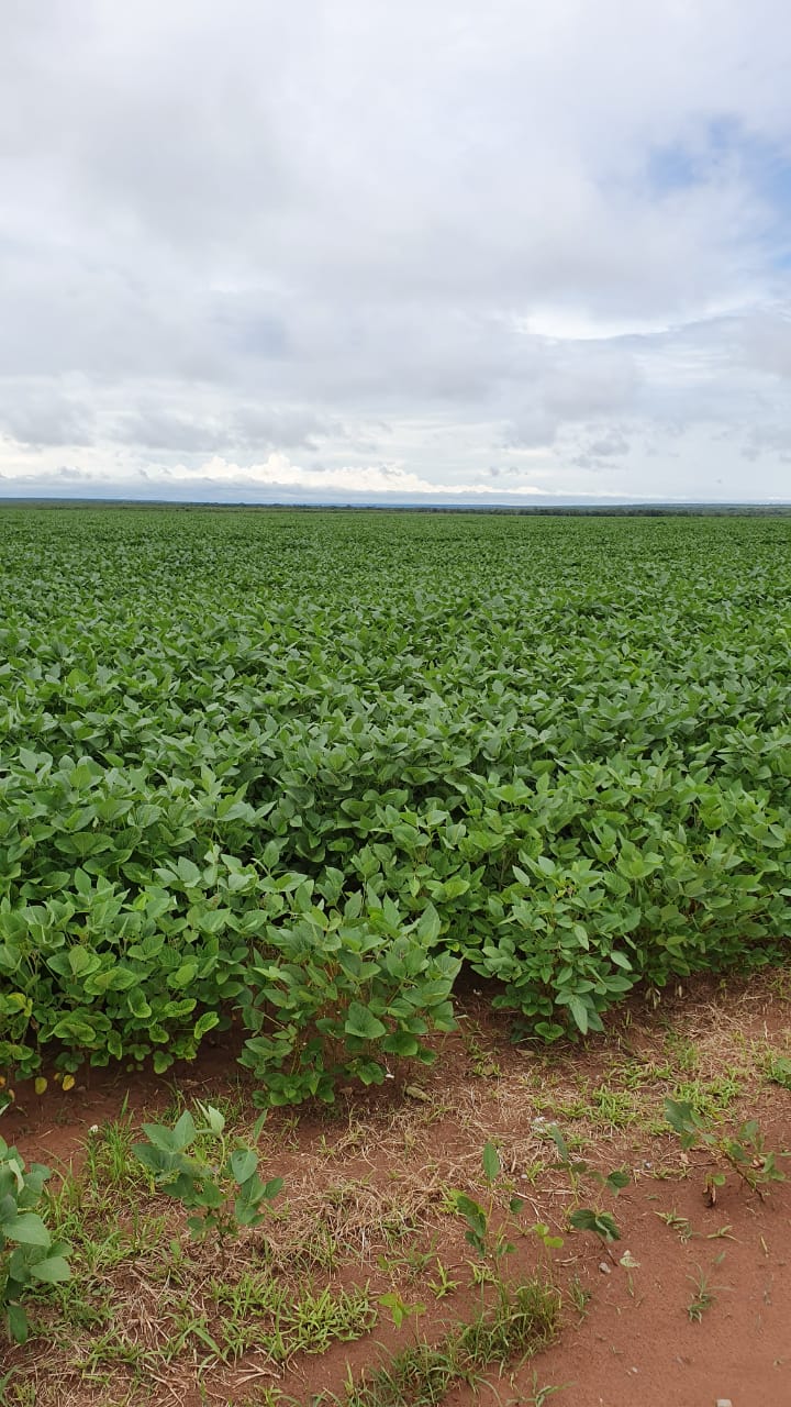 Fazenda à venda, 12000m² - Foto 6