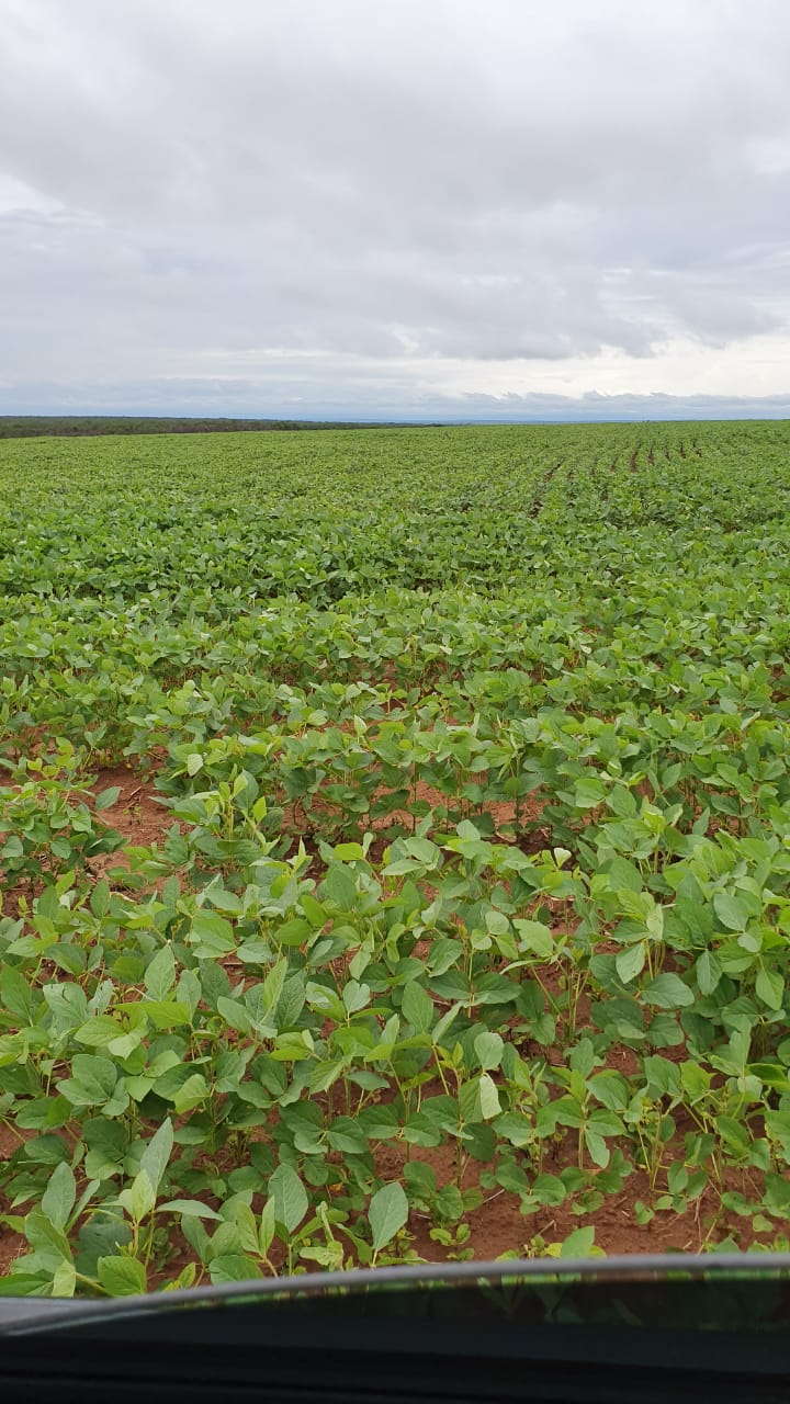 Fazenda à venda, 12000m² - Foto 9