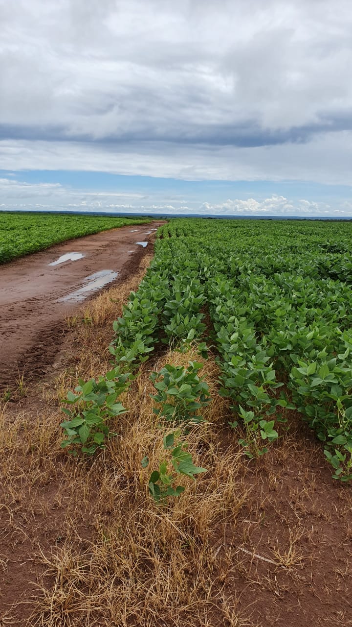 Fazenda à venda, 12000m² - Foto 5