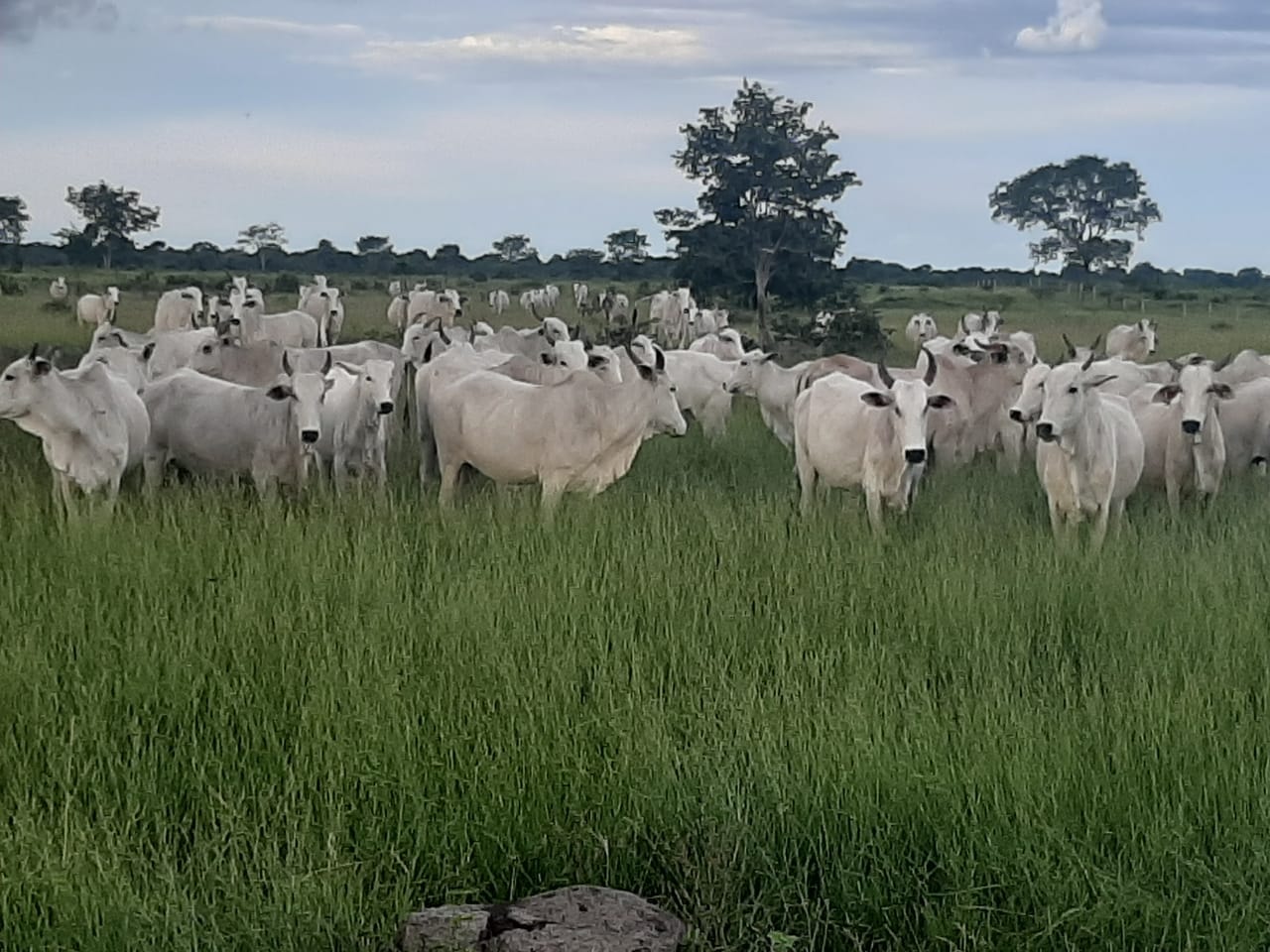 Fazenda à venda, 6321m² - Foto 10