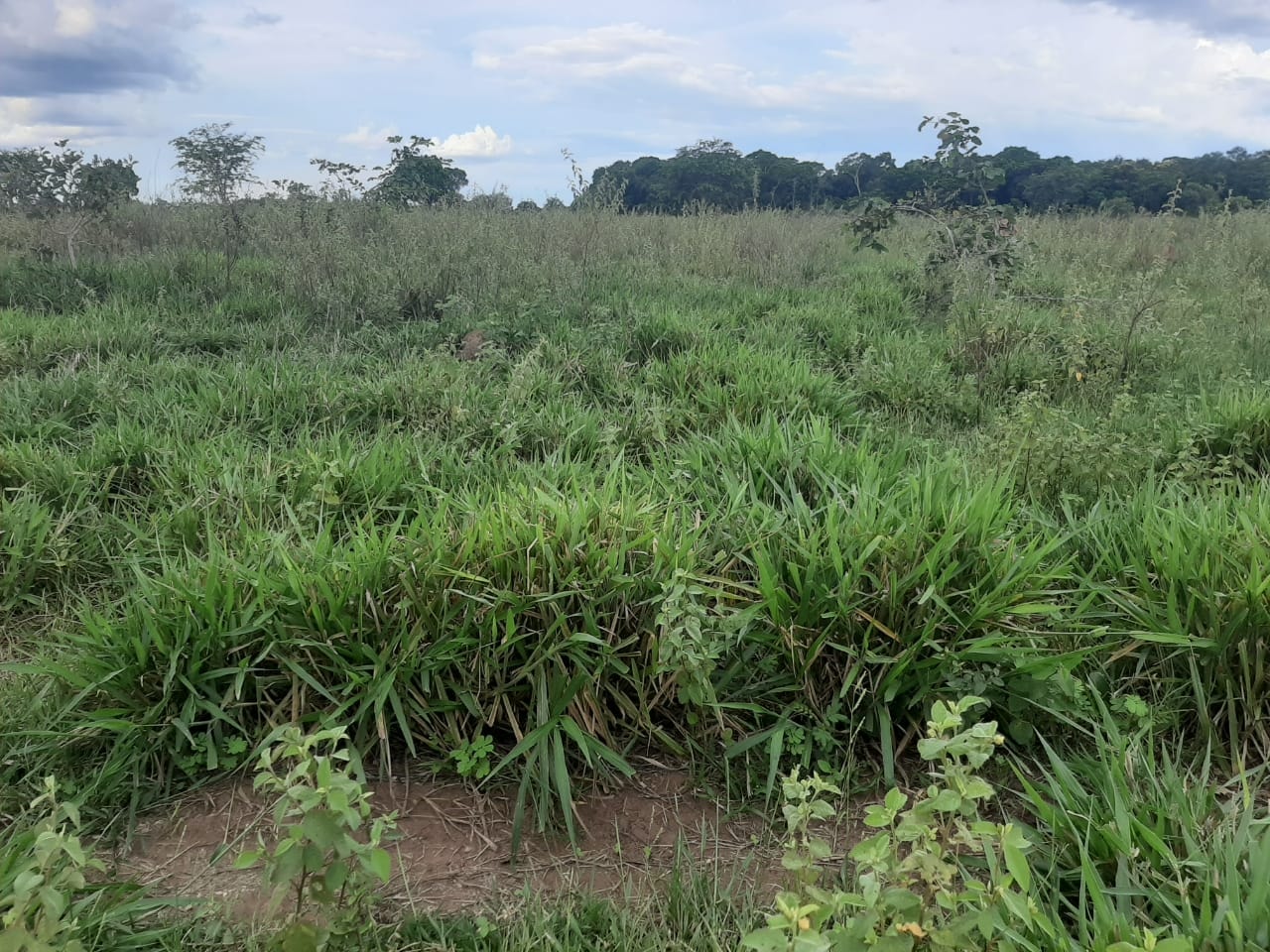 Fazenda à venda, 6321m² - Foto 9