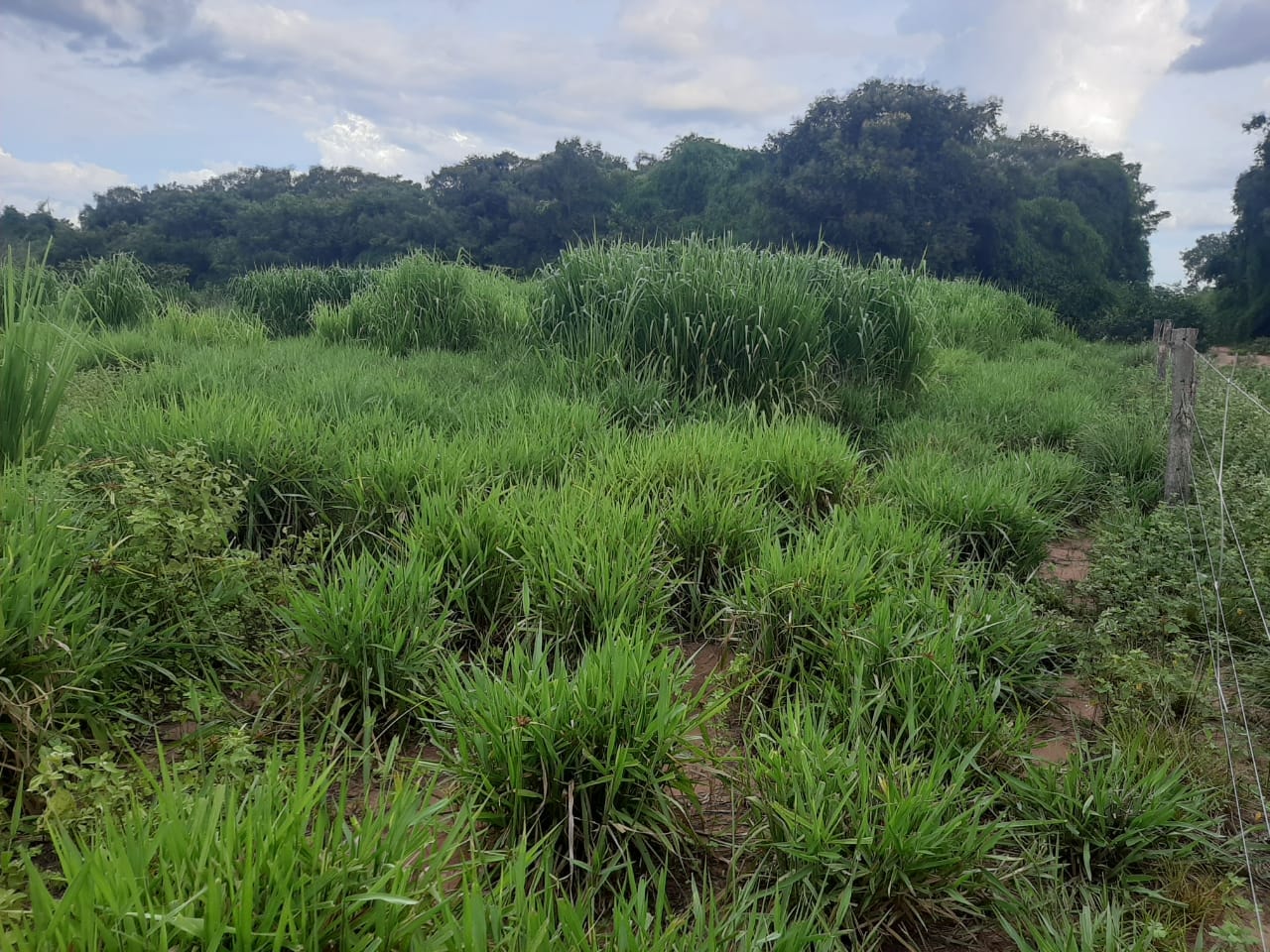 Fazenda à venda, 6321m² - Foto 15