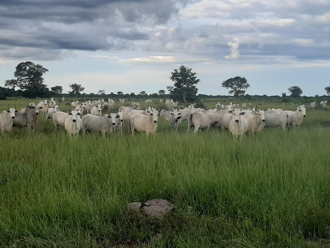 Fazenda à venda, 6321m² - Foto 16