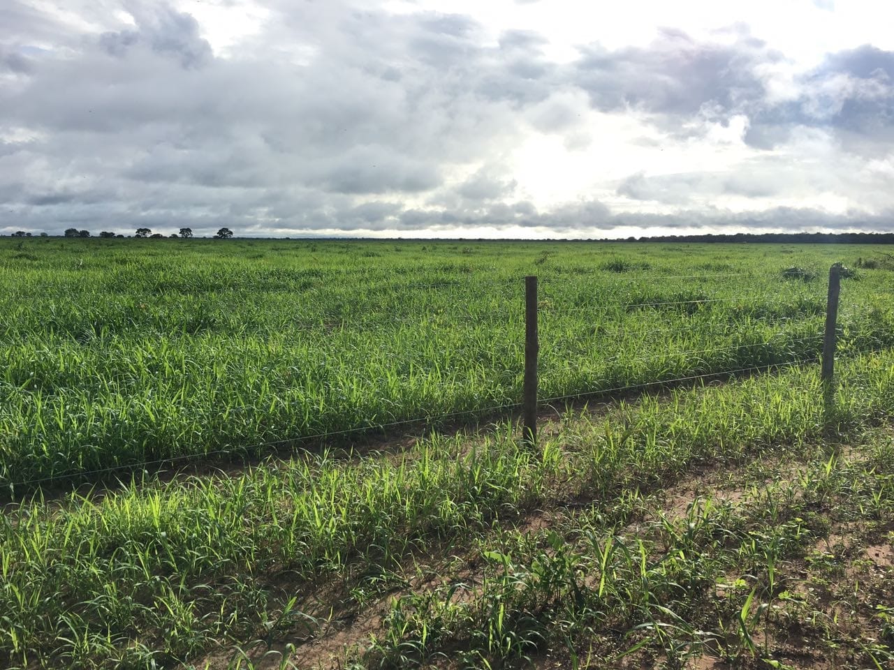 Fazenda à venda, 10000m² - Foto 1