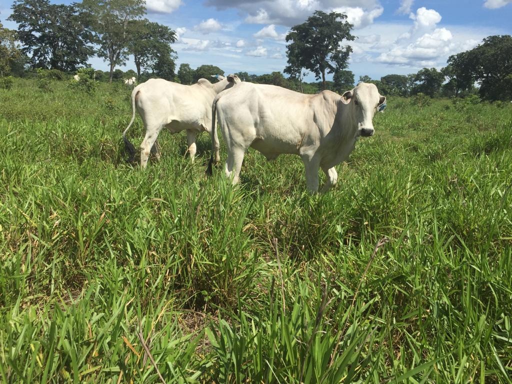 Fazenda à venda, 10000m² - Foto 9