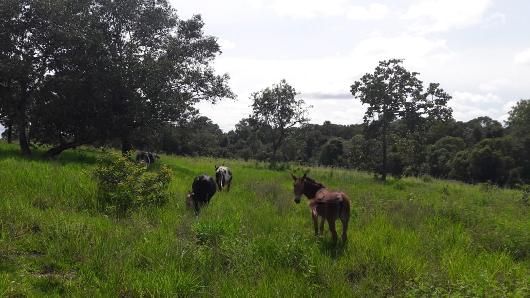 Fazenda à venda, 397m² - Foto 11