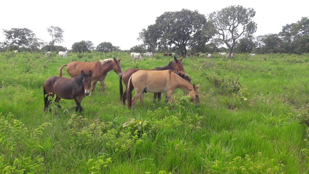 Fazenda à venda, 397m² - Foto 12