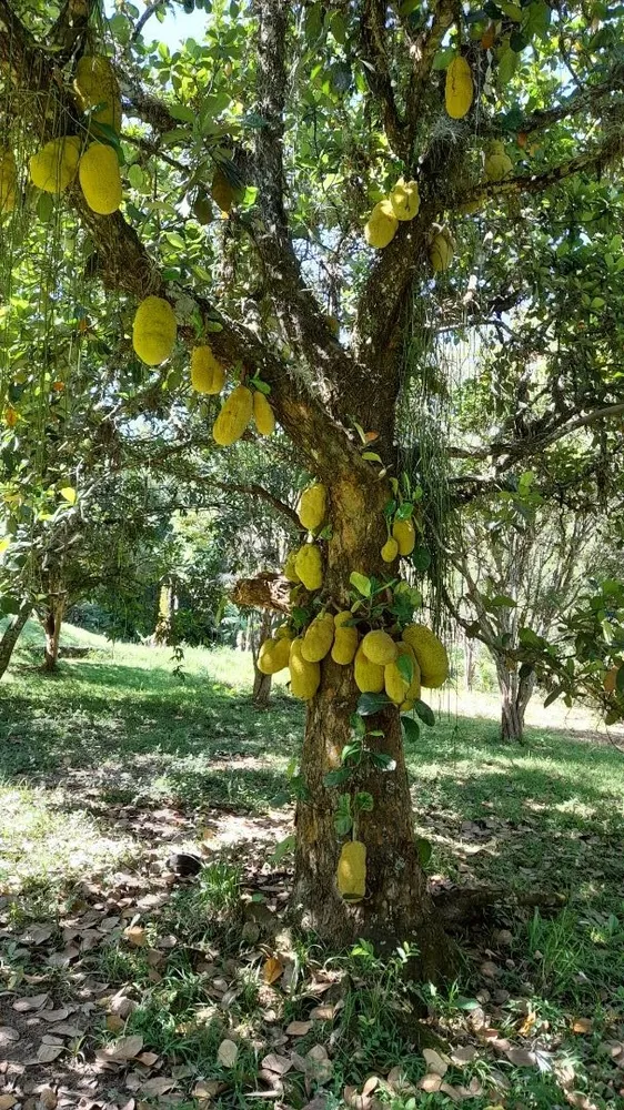 Sítio, 5 quartos, 9 hectares - Foto 15