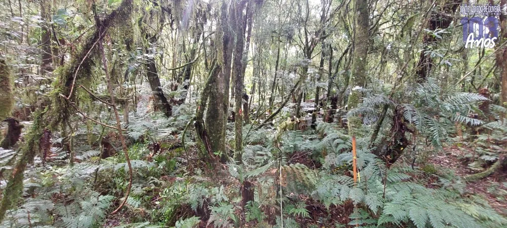 Terreno, 600 m² - Foto 6