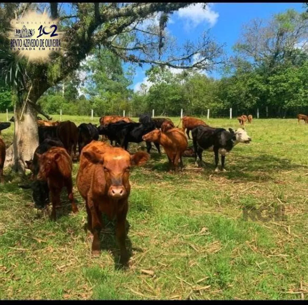 Chácara, 4 quartos, 2 hectares - Foto 6
