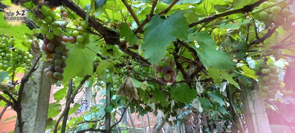 Casa, 4 quartos, 120 m² - Foto 3