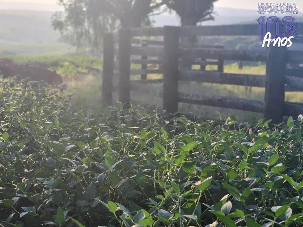 Fazenda, 240 hectares - Foto 4