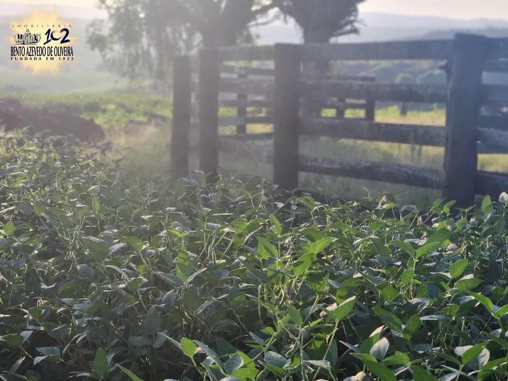 Fazenda, 240 hectares - Foto 4